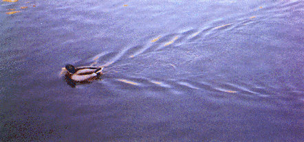 Duck moving in water